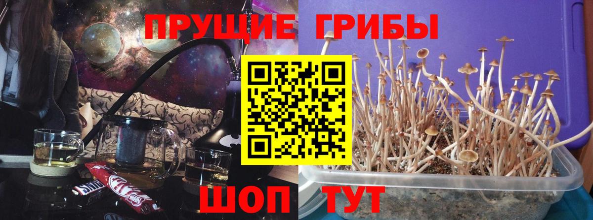 цены   Псилоцибиновые грибы Cubensis  Вход с VPN  Южноуральск  Псилоцибиновые грибы мицелий 